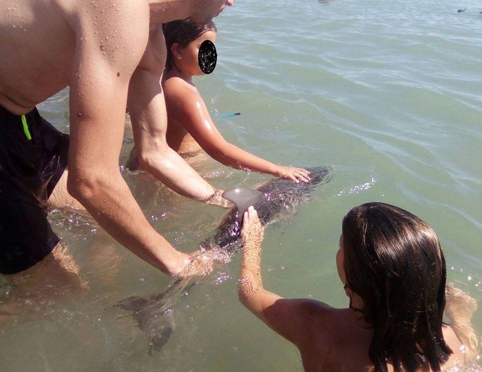 Beachgoers pet and take photos of a baby female dolphin at a beach in Spain. The dolphin later died from the handling.
