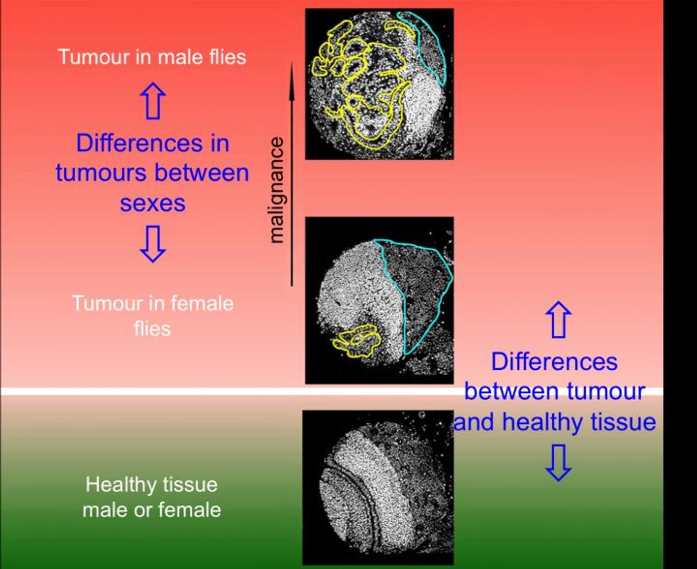 Differences between tumours in male and female vinegar flies. / Credit: Cayetano González, IRB Barcelona.