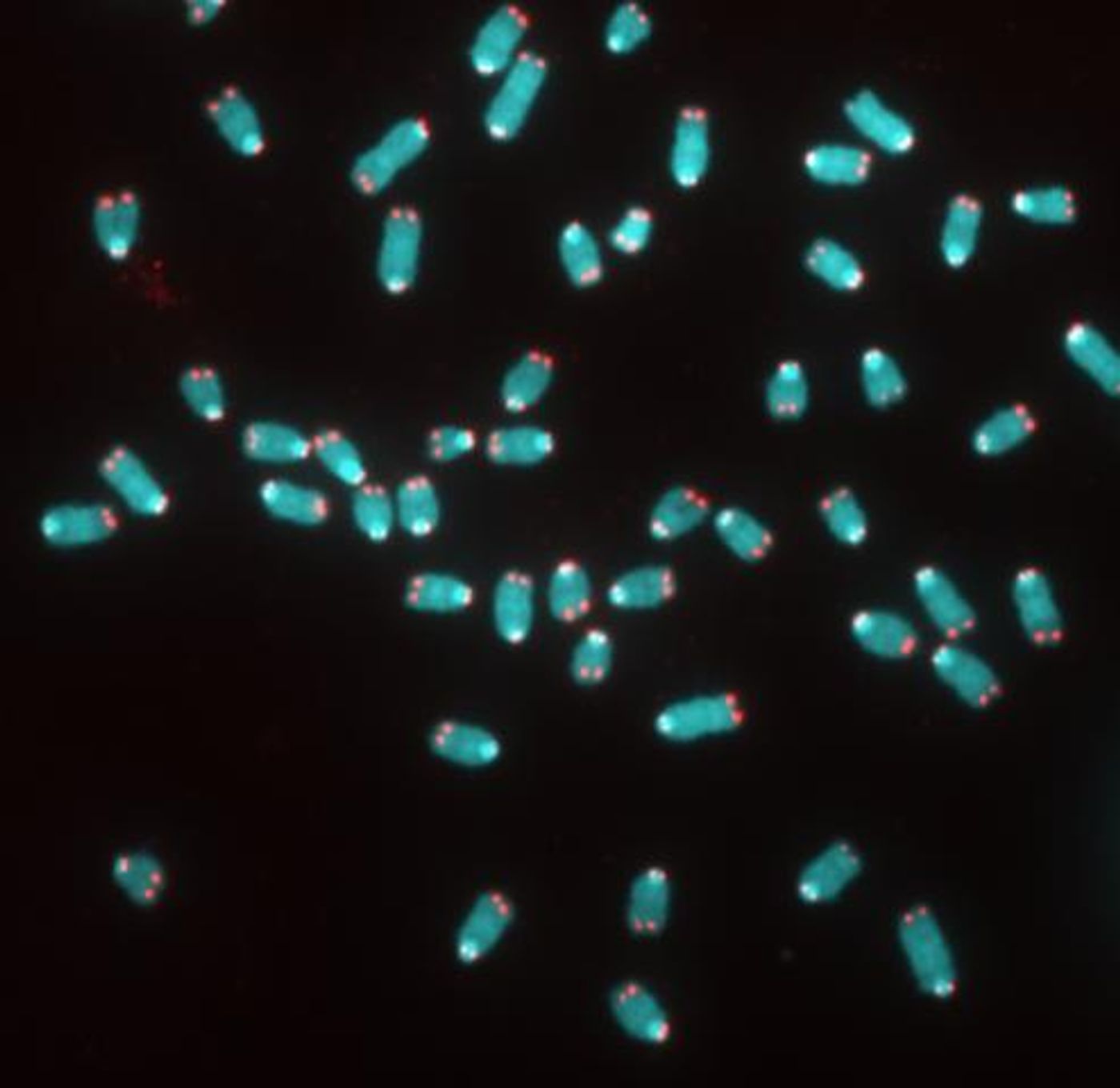In this image, captured by confocal microscopy, the ends of telomeres can be seen as red dots aligning at opposite sides of blue chromosomes in skin cells that are preparing to divide. / Credit: Kan Cao, University of Maryland