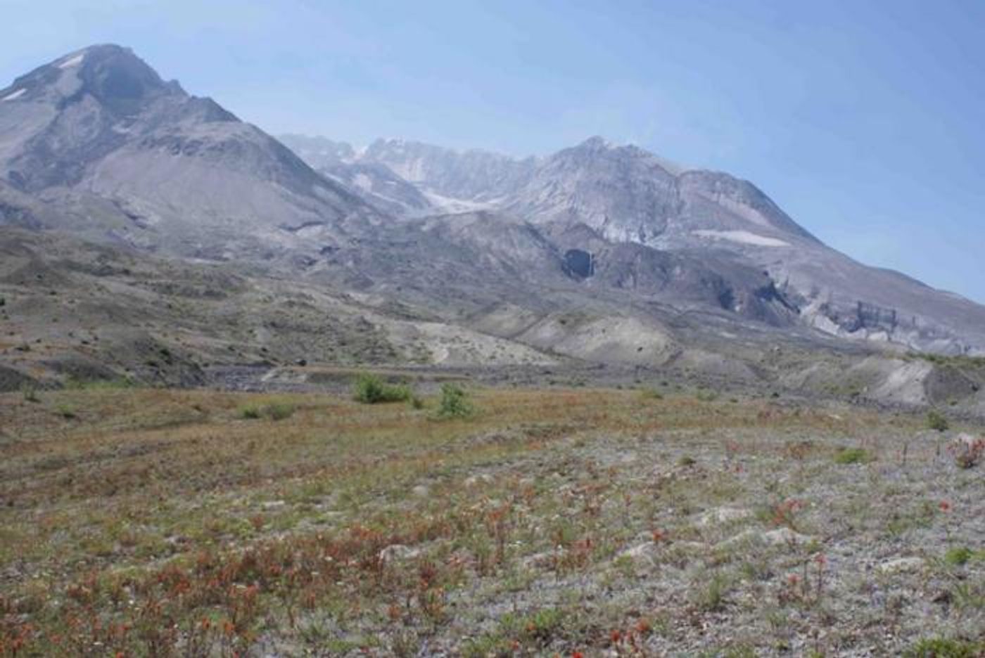 Gophers and plants thriving in the once barren area scarred by the volcanic eruption, 2012. / Credit: Mike Allen/UCR