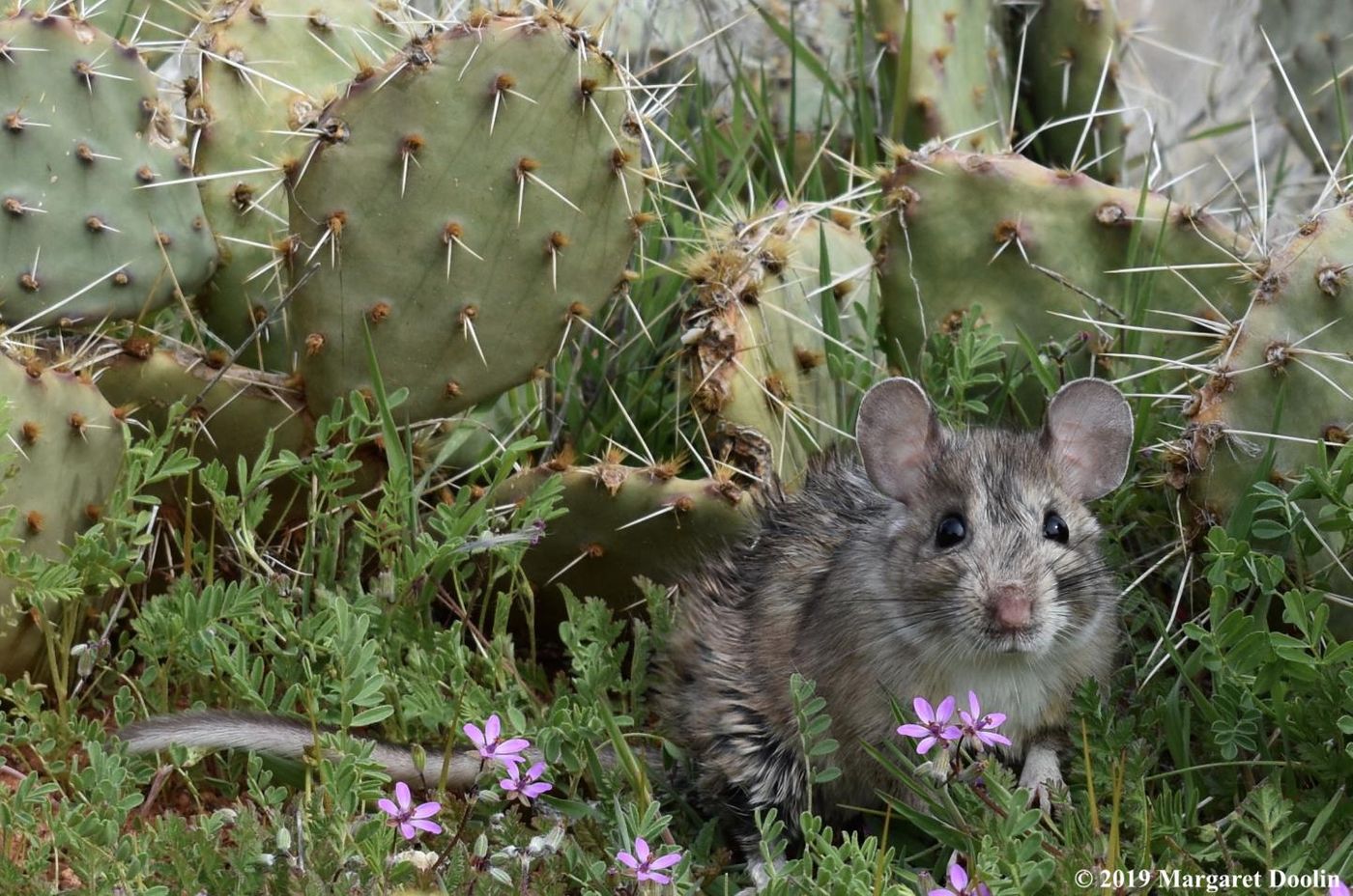 A white-throated woodrat with prickly pear cactus. / Credit:  Margaret Doolin