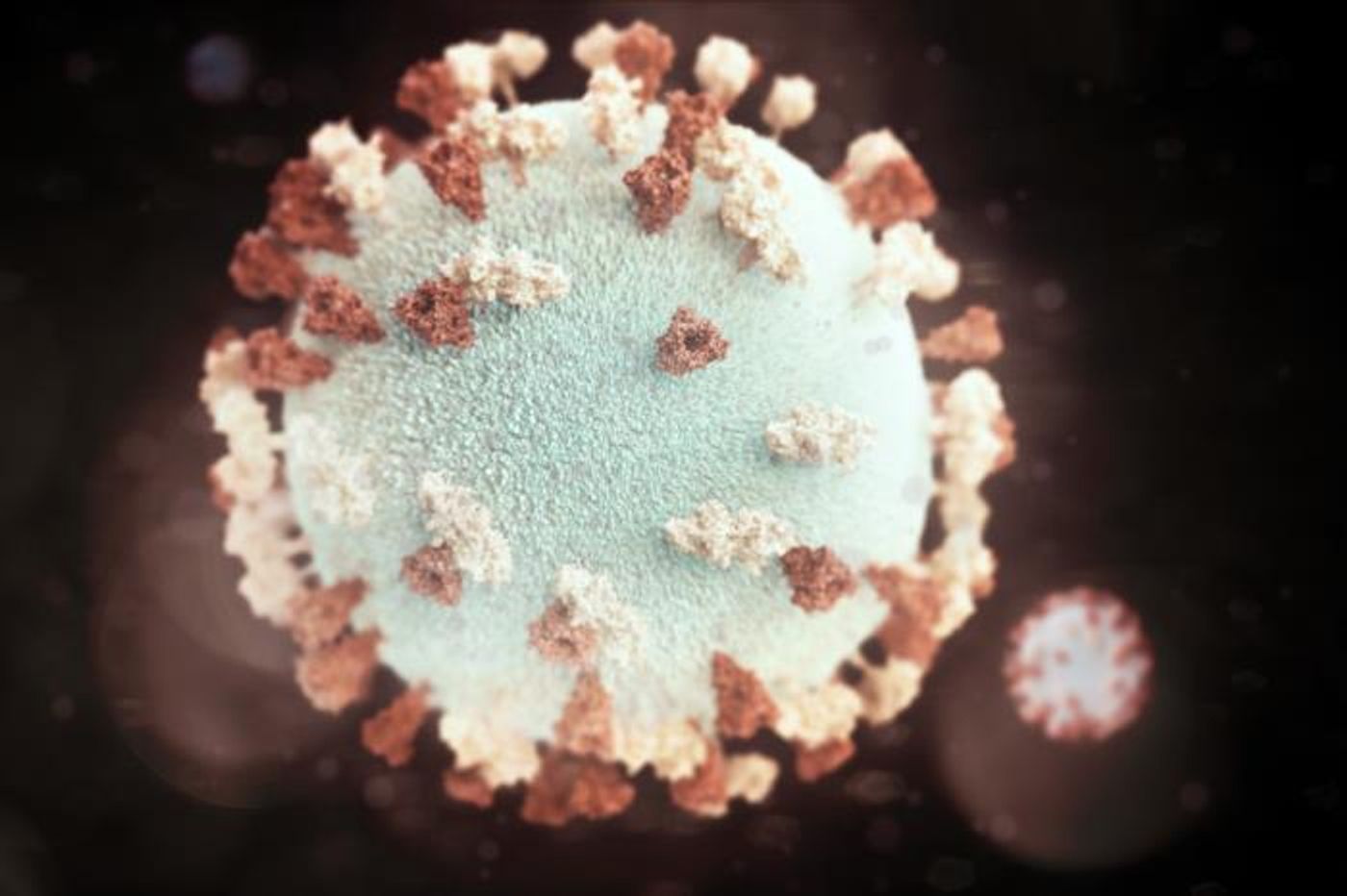 An illustration of a spherical-shaped mumps virus particle studded with reddish-brown glycoprotein tubercles called F-proteins (fusion), and beige glycoprotein tubercles, called HN-proteins / Credit: CDC/ Allison M. Maiuri, MPH, CHES / Illustrator: Alissa Eckert