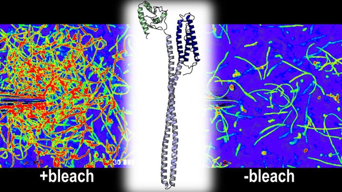 The bacterial stomach pathogen Helicobacter pylori swims toward a needle filled with bleach. The bacterium uses a protein called TlpD (center) to sense the bleach as an attractant. / Credit: Arden Perkins