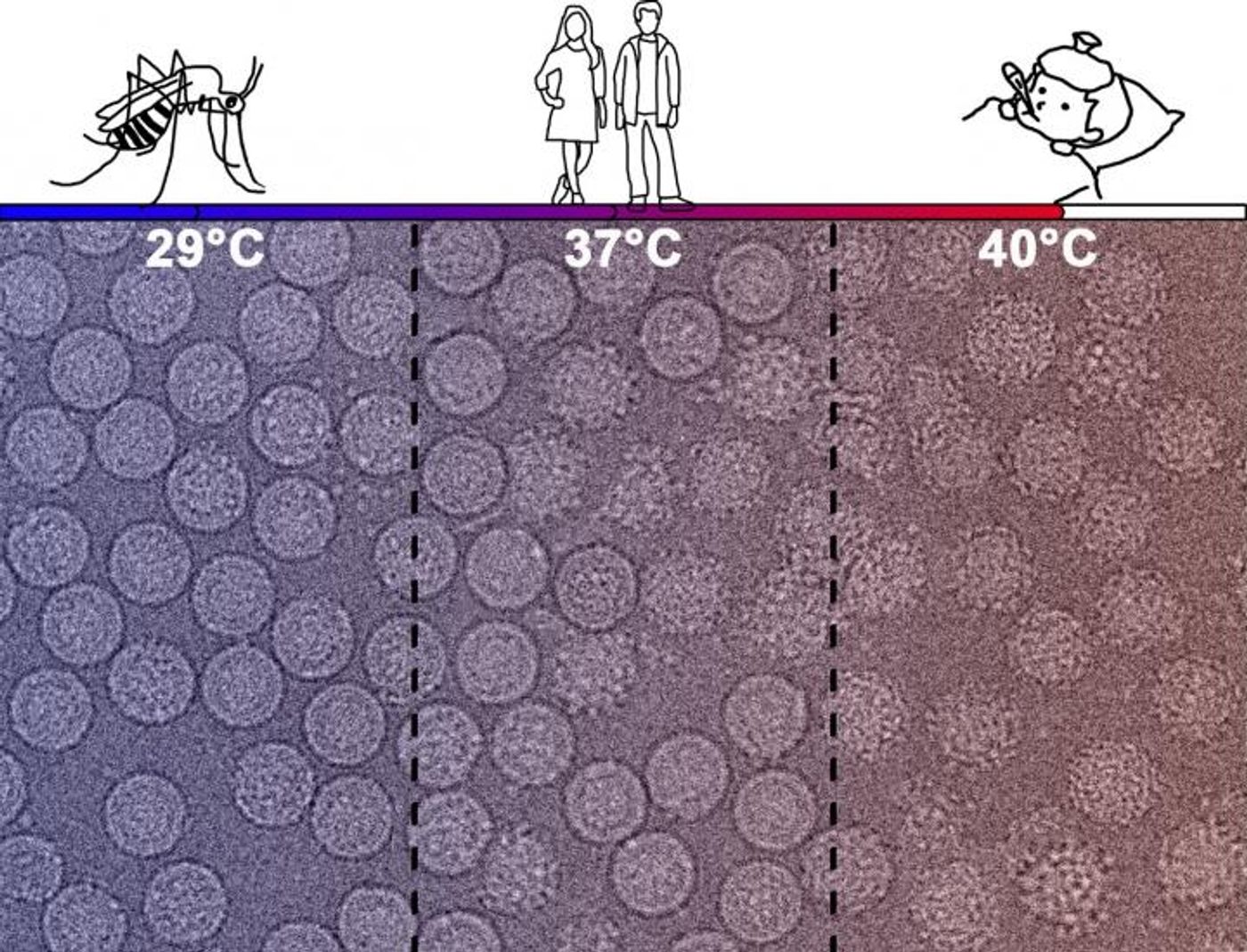 Micrographs of DENV2 with different surface particles when incubated at different temperatures - the physiological temperatures of mosquitoes (29°C, left), human (37°C, middle) and humans with a high fever (40°C, right). / Credit: Xin-Ni Lim, Emerging Infectious Diseases Program