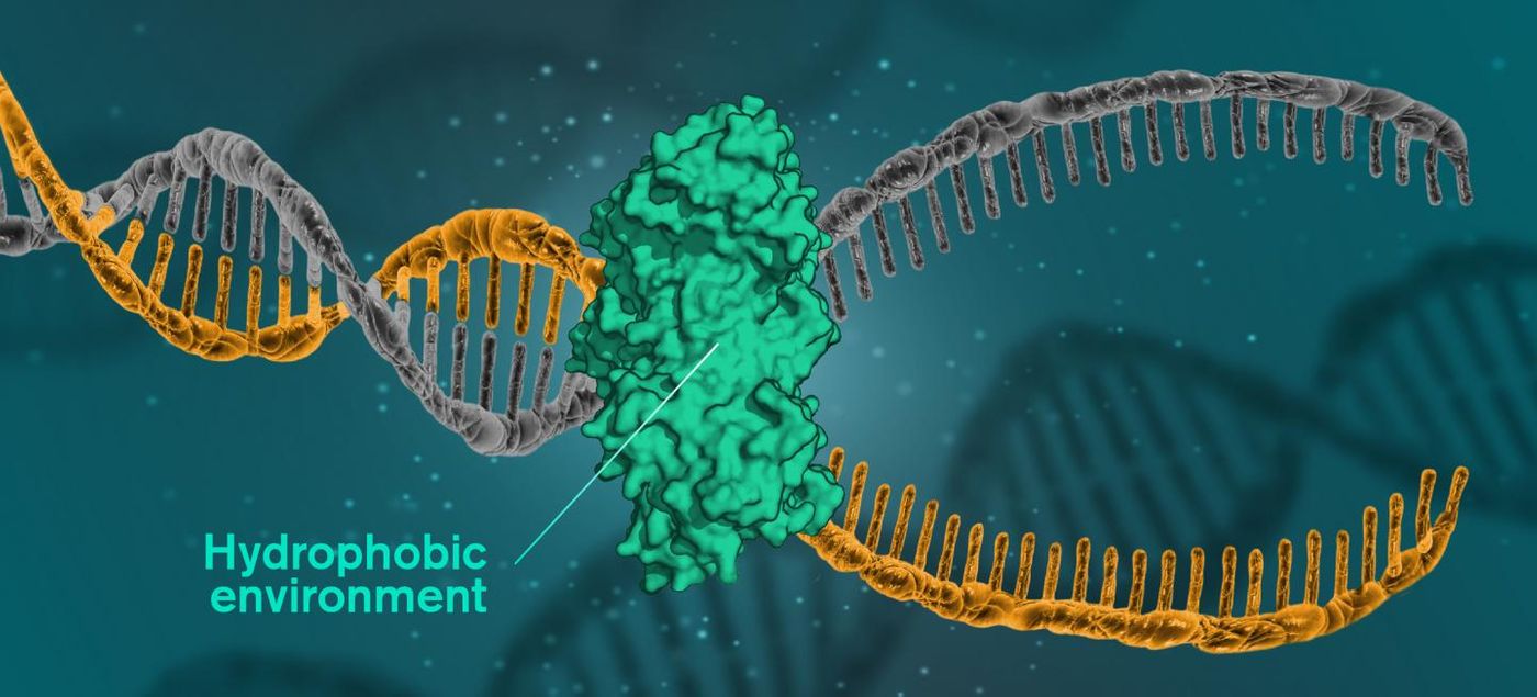 For DNA to be read, replicated or repaired, DNA molecules must open themselves. This happens when the cells use a catalytic protein to create a hydrophobic environment around the molecule. / Credit: Illustration: Yen Strandqvist/Chalmers University of Technology