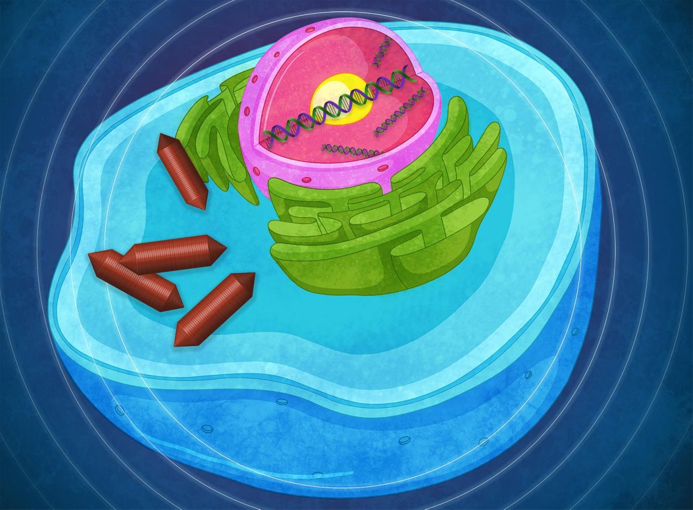 This is an artist's representation of a cell expressing proteinaceous gas vesicles. / Credit: Caltech