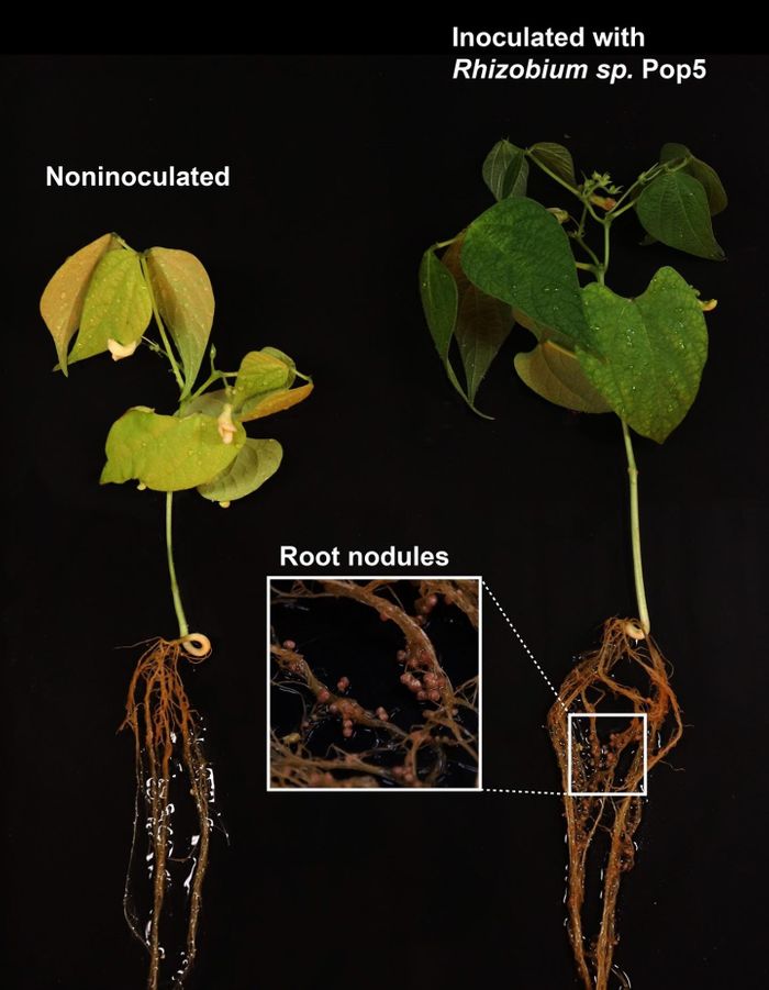 The bacterium that produces the antibiotic phazolicin forms nodules on bean plant roots, resulting in a more robust plant (right) than on the left. / Credit: Dmitrii Y. Travin