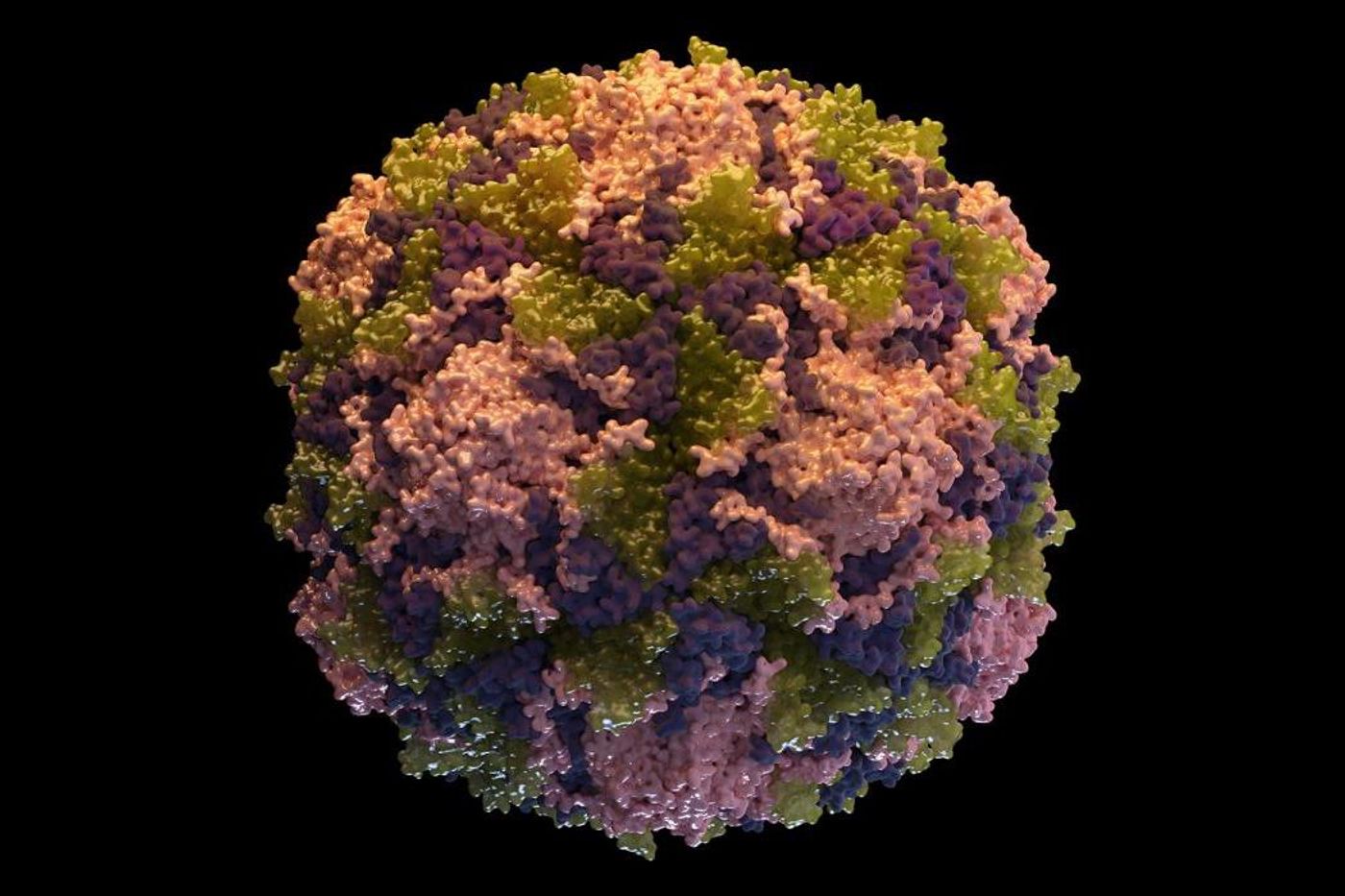A 3D graphical illustration of a poliovirus particle that consists of 60 copies each of capsid polypeptides designated as VP (viral protein) 1 (Pink), VP2 (Green), VP3(Purple) and VP4 (not shown). Credit: CDC/ Sarah Poser