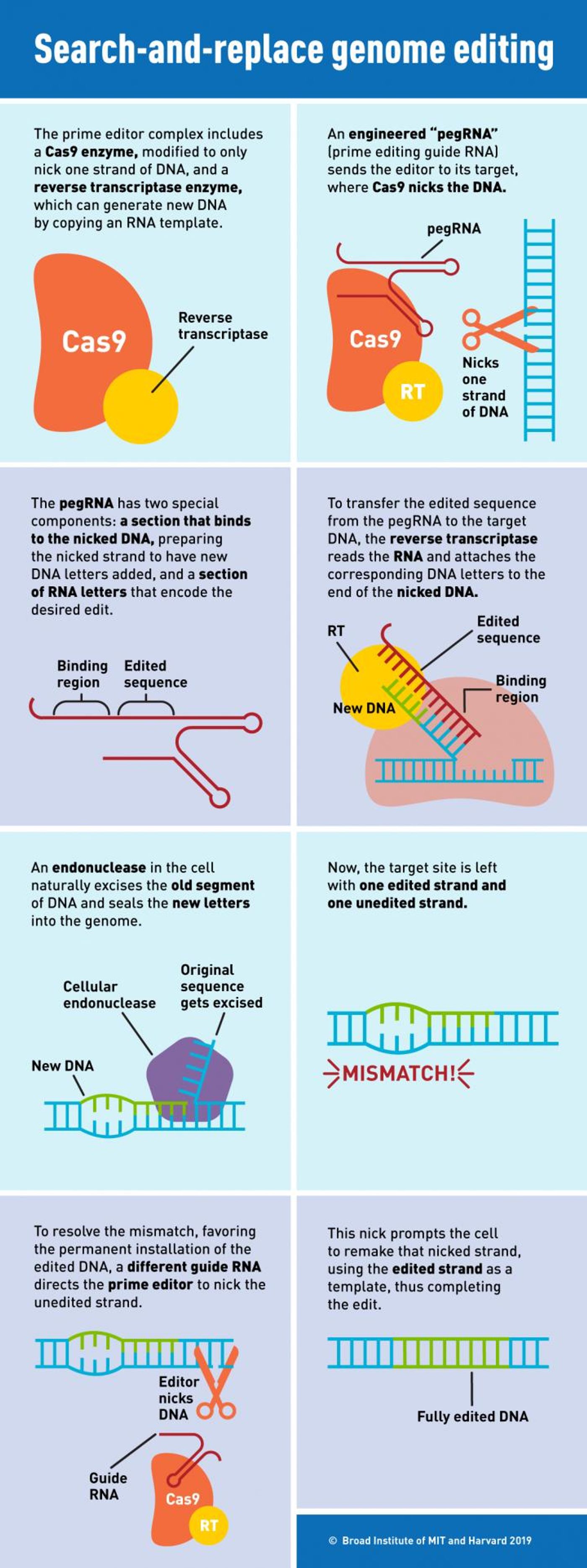 'Prime editing' combines two key proteins and a new RNA to make targeted insertions, deletions, and all possible single-letter changes in the DNA of human cells / Credit: Susanna Hamilton, Broad Institute