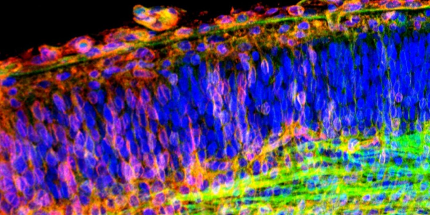 This image shows the developing brain visualized with fluorescence laser scanning microscopy. It illustrates the neurons (blue) and growing axons (red and green). / Credit: Author: INc-UAB