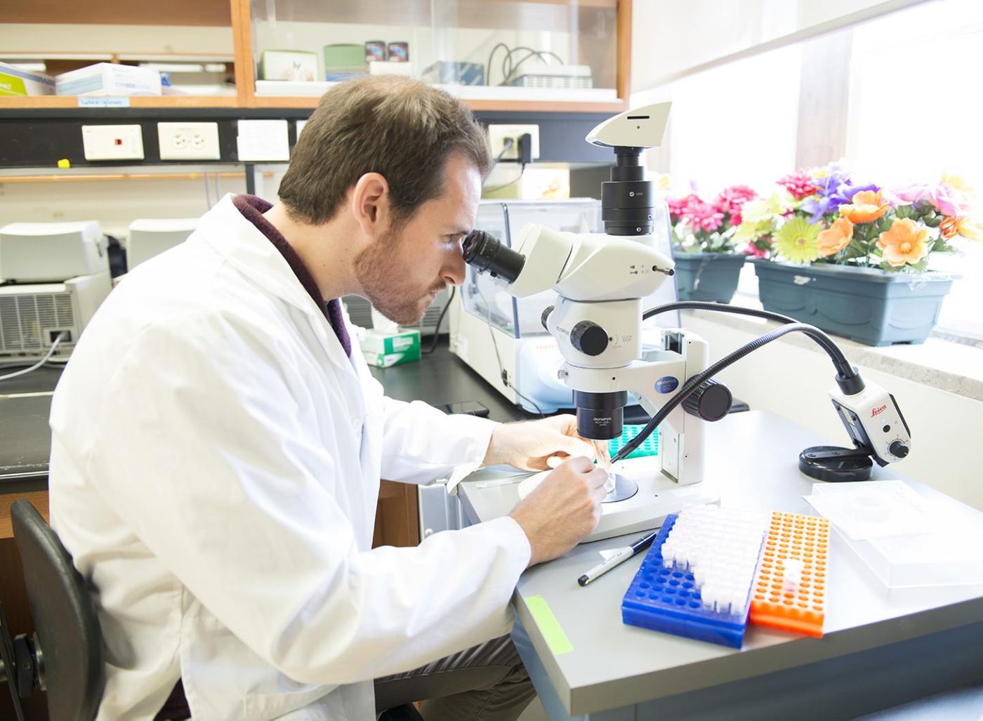 PhD Candidate Brendan Daisley from Western University's Schulich School of Medicine & Dentistry examines a bee under the microscope. / Credit: Western University