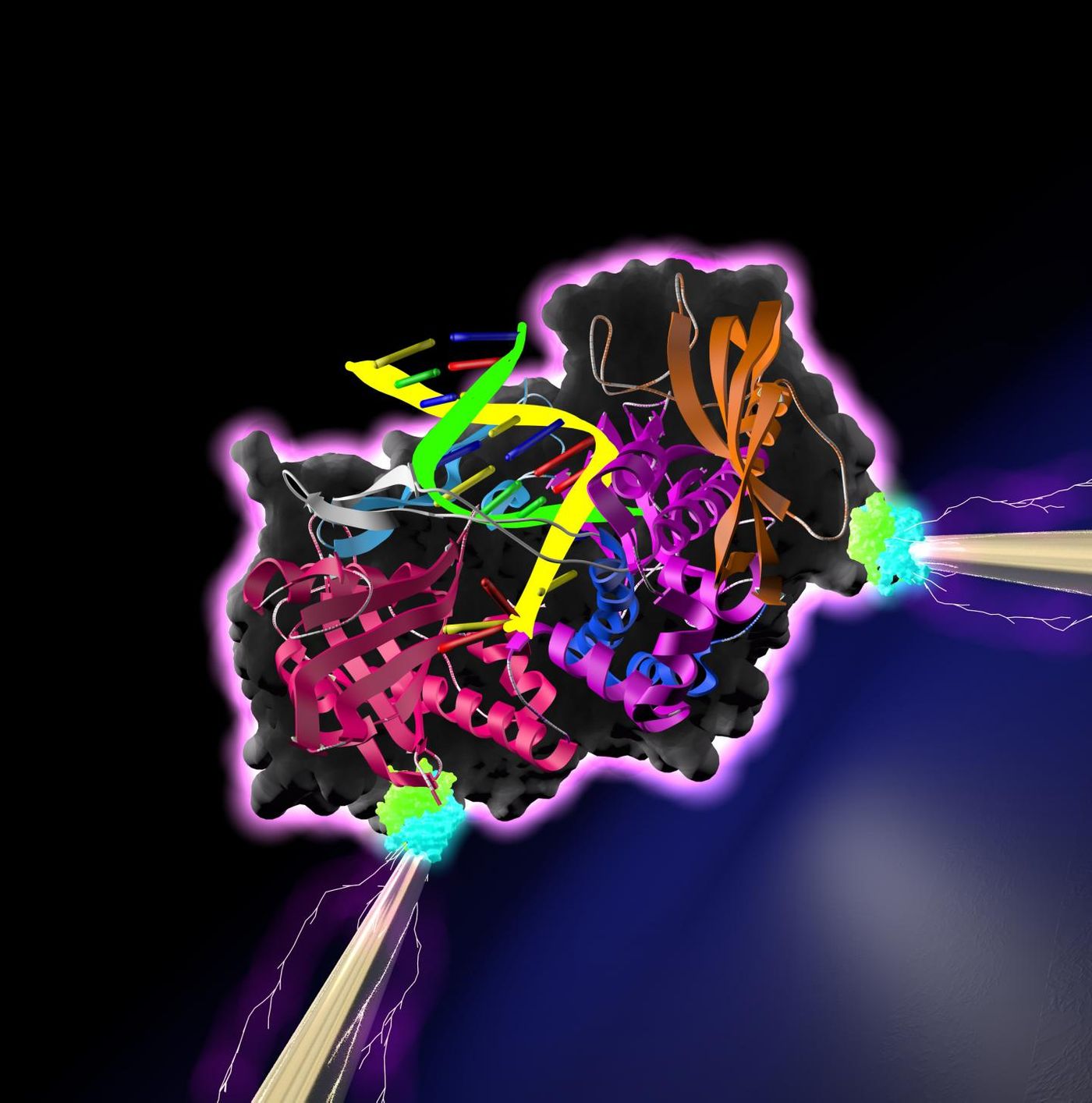 A DNA polymerase - an enzyme that synthesizes DNA molecules from nucleotide building blocks--is poised between a pair of electrodes. / Credit: Lindsay lab