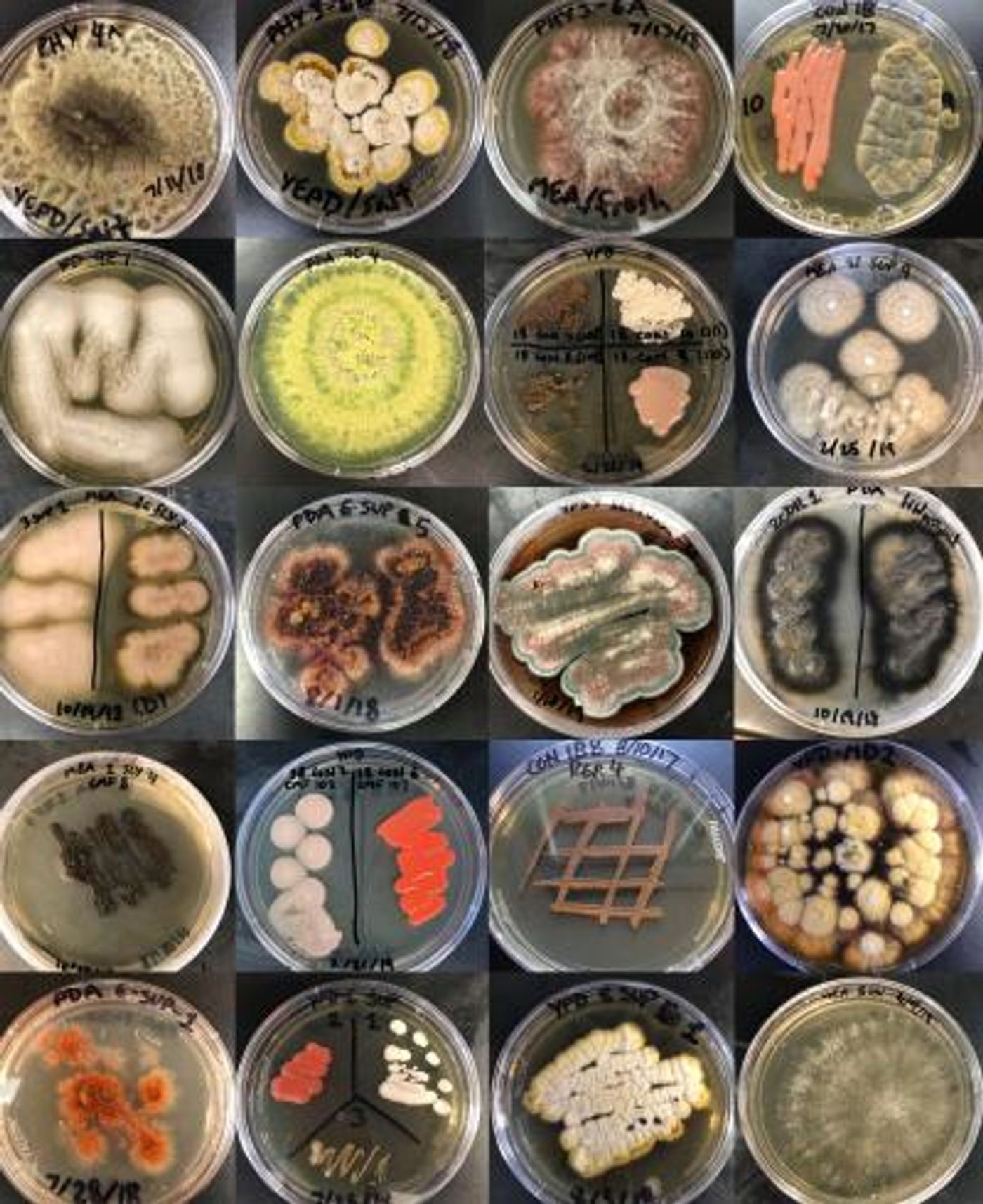 Fungal colonies cultured from samples collected in various marine environments in and around Woods Hole, Massachusetts. / Credit: Lorna M.Y. Mitchison-Field