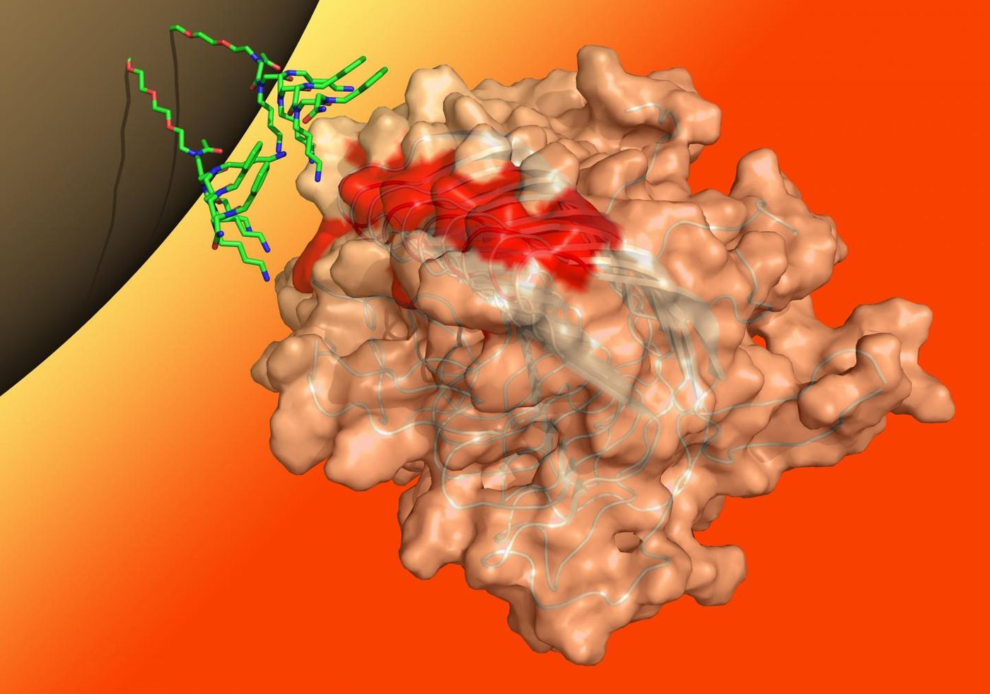  Caption  An illustrated molecular model depicting peptoids (green) binding to a prion protein aggregate (binding sites in red). On their other end, the peptoids are bound to a magnetic bead. / Credit: Ron Zuckermann/Berkeley Lab