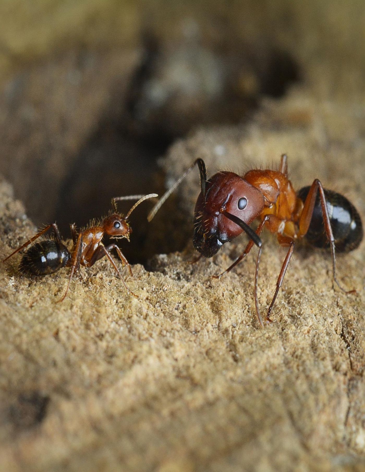 This photograph shows Minor (left) and Major (right) C. floridanus workers. Typically, Minor workers perform the vast majority of foraging, while Major workers defend the nest from intruders and rarely forage for food./ Credit: Riley Graham