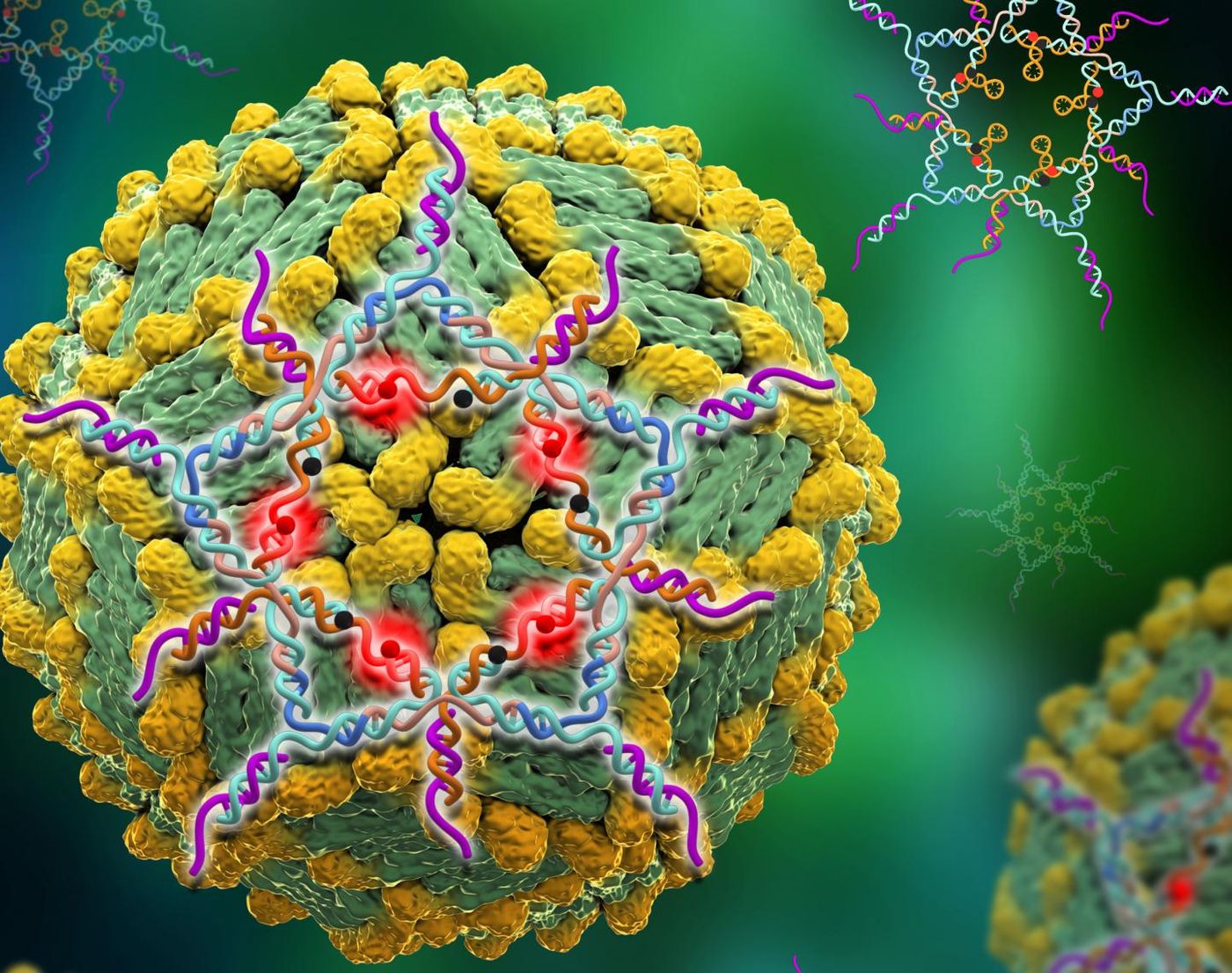 A structural DNA star designed to trap Dengue virus that lights up when the trap is sprung. / Credit: Image courtesy of Xing Wang