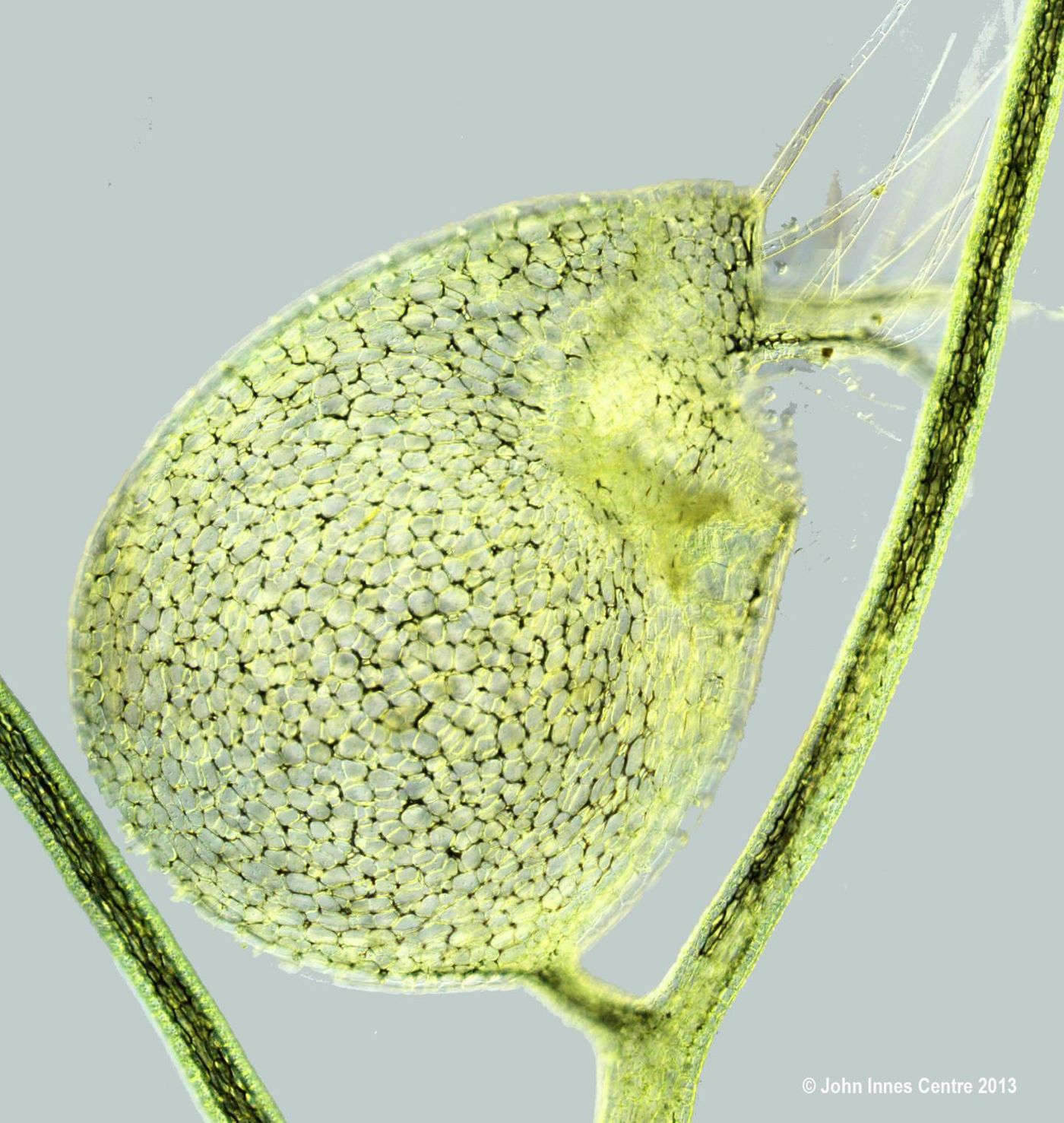 Utricularia gibba (bladderwort) - evolved from flat leaves / Credit: John Innes Centre