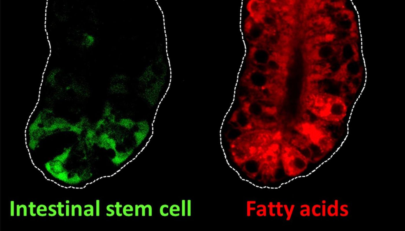 This image shows intestinal stem cells (green) and fatty acids (red) in the intestine of mice. Intestinal stem cells can self-renew and they fuel complete turnover of the intestinal lining every three to five days. Fatty acids are an important nutrient source for the self-renewal of intestinal stem cells.  / Credit: Lei Chen