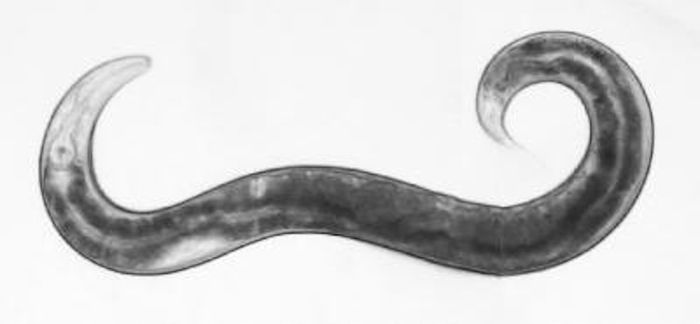 A Switch That Lets Worms Toggle Between Sexes | Genetics And Genomics