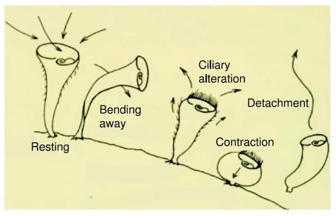This picture shows a sketch of avoidance hierarchy in S. roeseli based on Jennings' original descriptions / Credit: Dexter et al. & Current Biology
