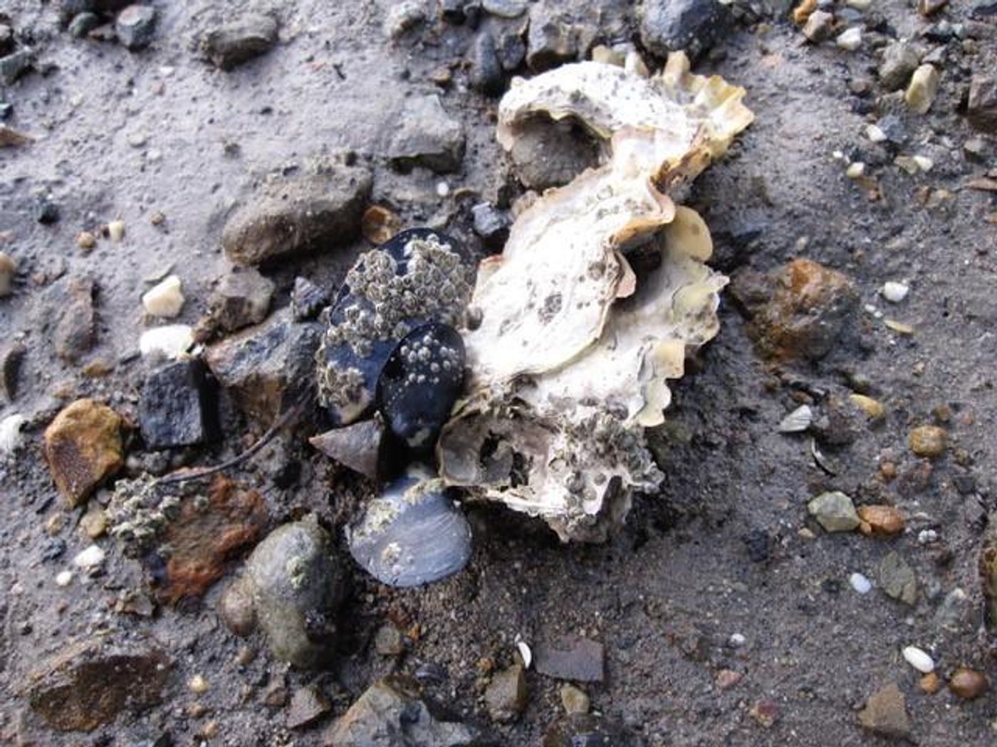 These are beach mussels from Southport, Tasmania. / Credit: Cynthia Riginos