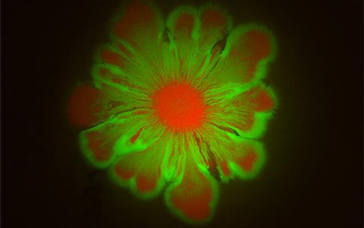 E. coli and A. baylyi form intricate flower-like patterns when grown together over a 24-hr. period. / Credit: BioCircuits Institute/UC San Diego