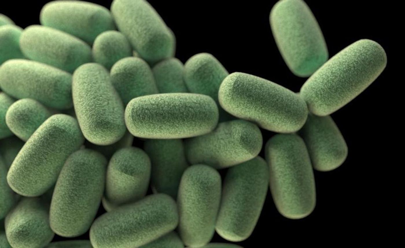(Modified from) a computer-generated image of a cluster of barrel-shaped, Clostridium perfringens bacteria, based on SEM imagery. / Credit: CDC/ James Archer