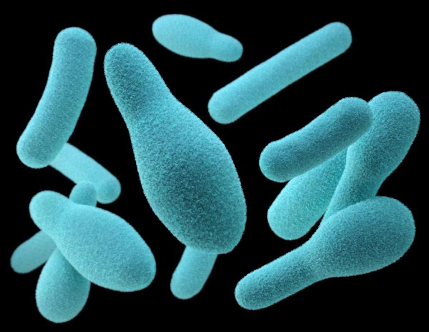 A computer-generated image, based on SEM, of Clostridium sp. organisms. / Credit: CDC/ James Archer