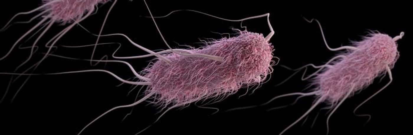 Whip-like flagellae sprout from E. coli's exterior, while numerous shorter fimbriae give the germ a furry look. / Credit: CDC/ Antibiotic Resistance Coordination and Strategy Unit / Alissa Eckert - Medical Illustrator