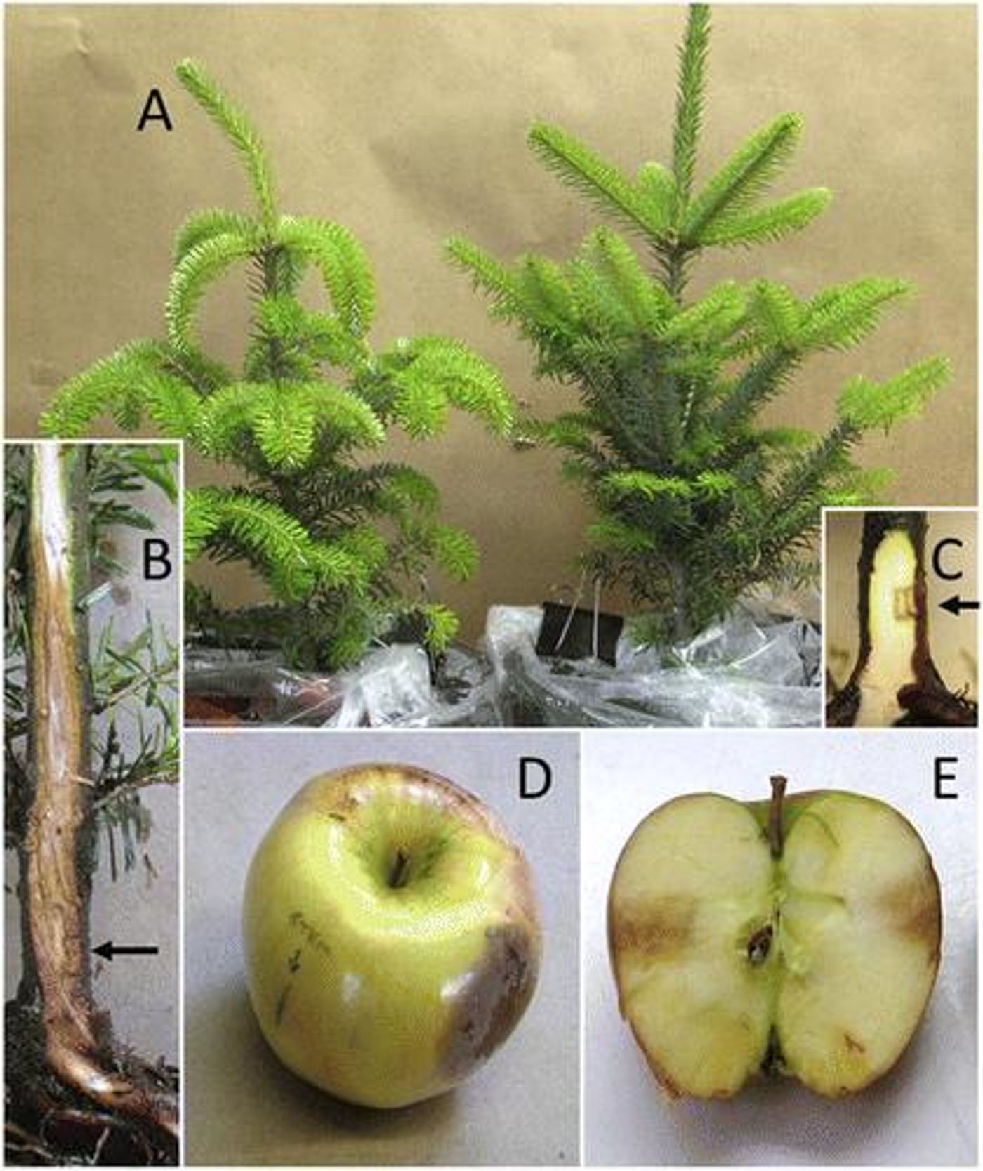Representative potted Abies fraseri and inoculated apples (used for Koch's postulates, which demonstrate a causative relationship between a microbe and a disease). / Credit: De-Wei Li, Neil P. Schultes, James A. LaMondia, and Richard S. Cowles