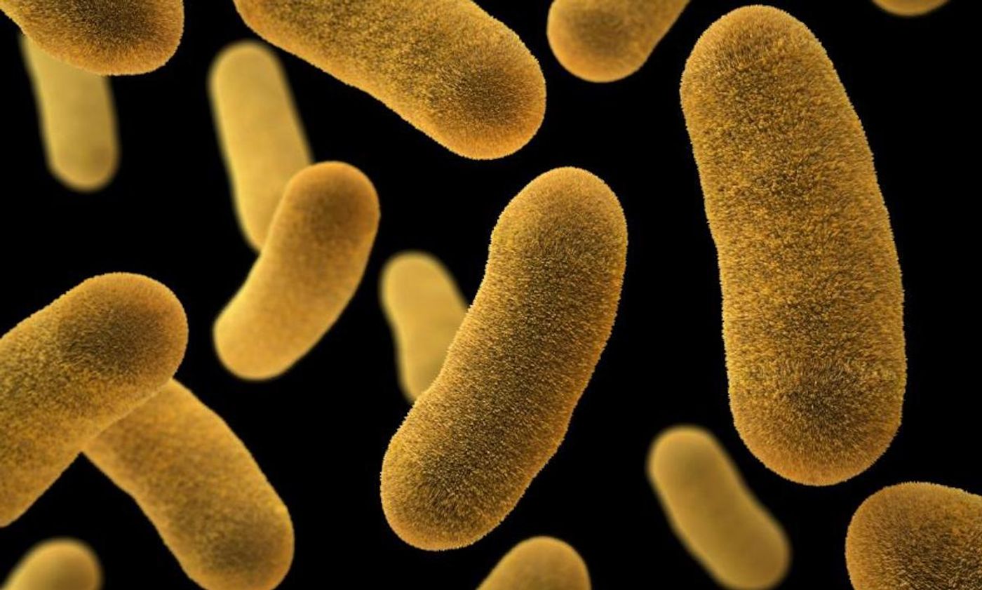 An illustration based on SEM imagery and depicting Yersinia enterocolitica bacteria. / Credit: CDC/ James Archer / Illustrator: Jennifer Oosthuizen