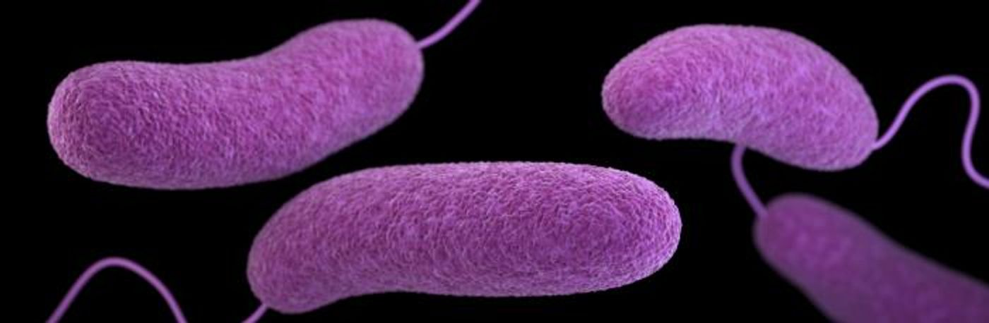 A 3D, computer-generated image of Vibrio parahaemolyticus bacteria, based upon SEM imagery. / Credit: CDC/ James Archer / Illustrator: Jennifer Oosthuizen