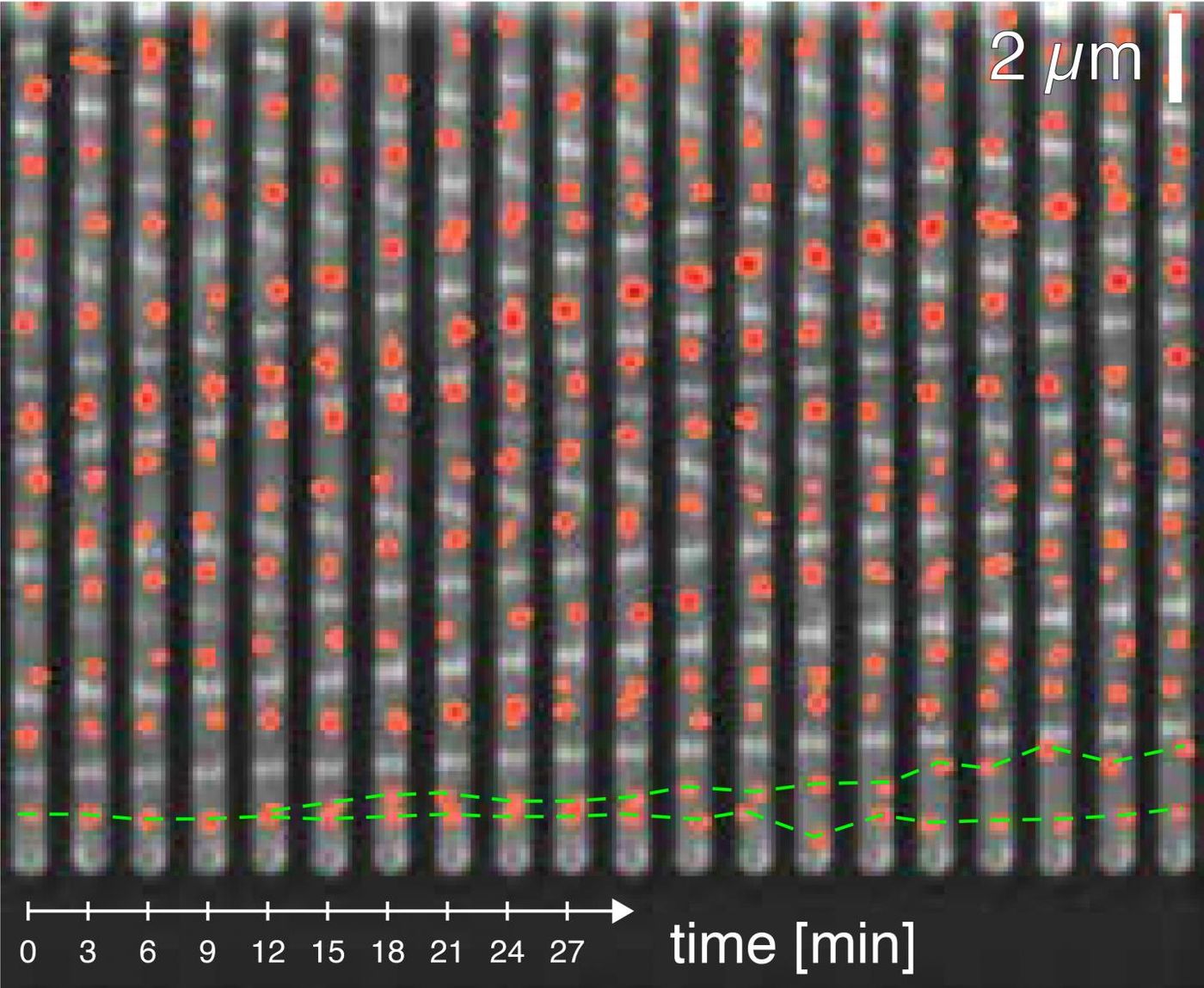 Time lapse of E. coli bacteria growing in a microfluidic device, with DNA replication origins visualised as red spots. / Credit: Biozentrum, University of Basel