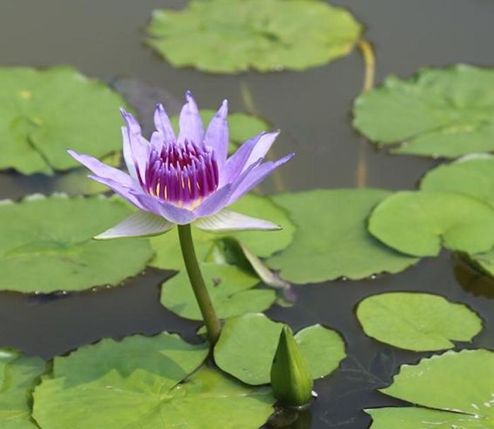 Water lily of the species Nymphaea colorata. / Credit: Liangsheng Zhang
