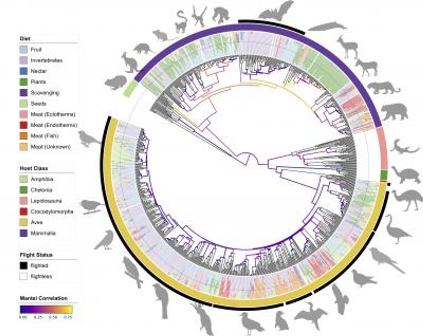 A phylosymbiosis tree diagram demonstrates the wide variety of gut microbiome composition in bats and birds (marked with black bars) compared to other mammalian species / Credit: UC San Diego Health Sciences and mBio
