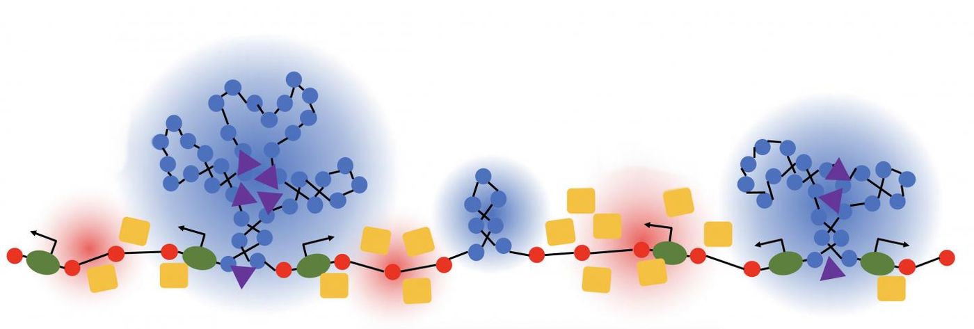 Northwestern University researchers found that chromatin folds into tree-like domains on a chromatin backbone. / Credit: Northwestern University