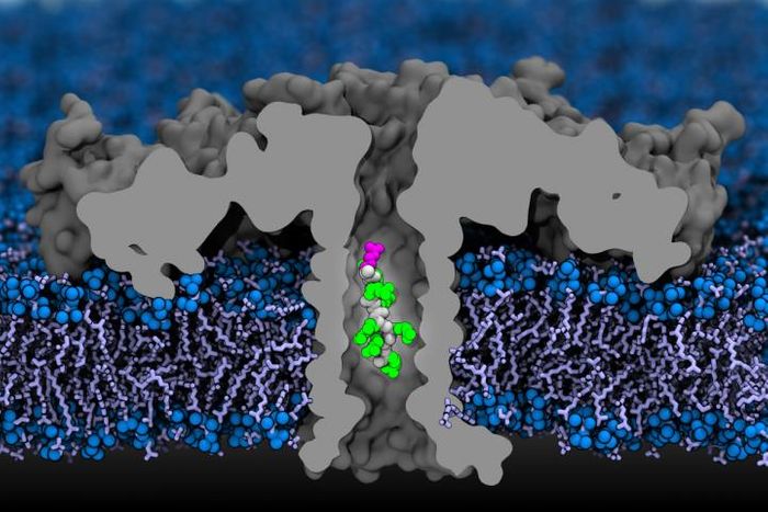 In this artist's rendering, a portion of a protein moves through an aerolysin nanopore. / Credit: Image courtesy of Aleksei Aksimentiev