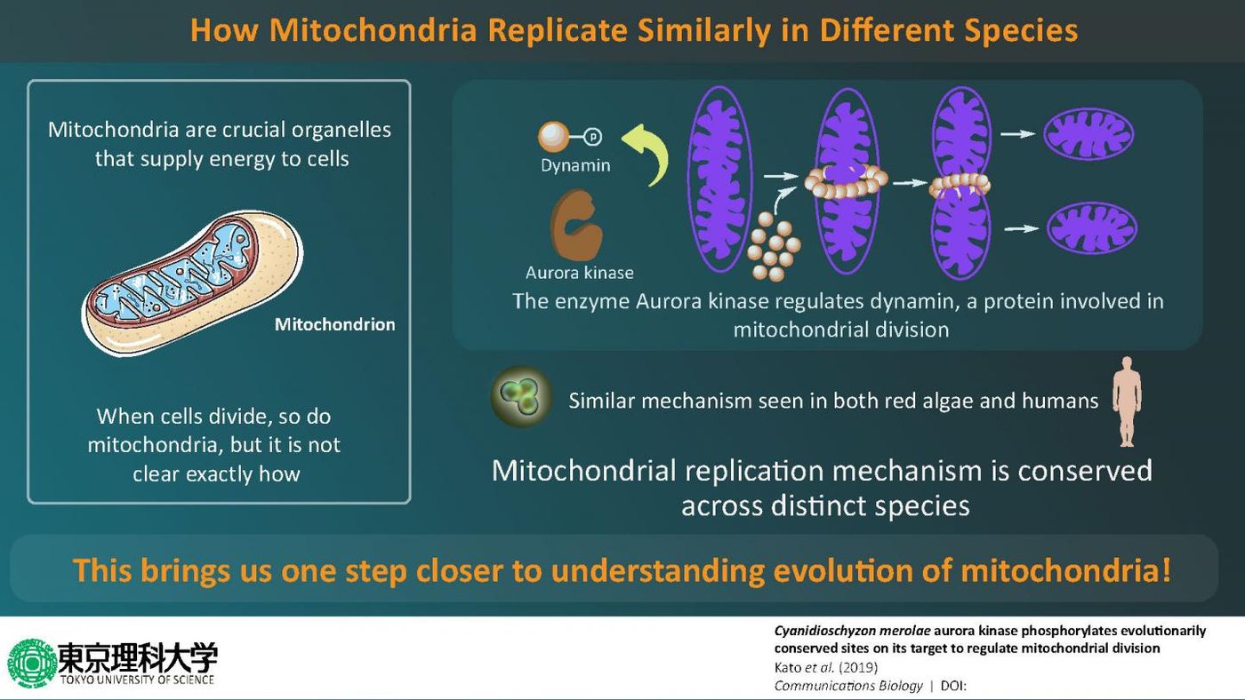 This exciting new research describes how mitochondrial replication is similar in the simplest to most complex organisms, shedding light on its origin. / Credit: Tokyo University of Science