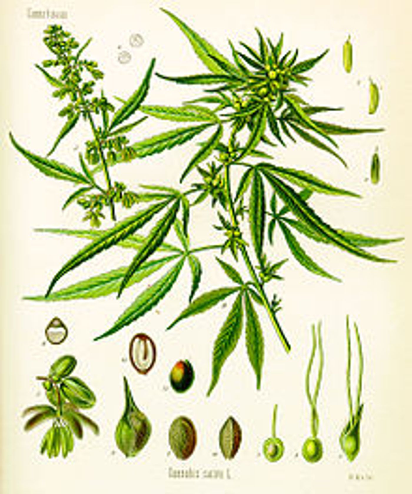 Cannabis illustration in Köhler's Book of Medicinal Plants, 1897, credit: public domain