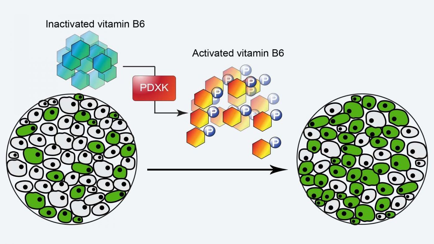 The PDXK enzyme manages the activity of B6, activating it when it is time for cells to divide. In AML, cancerous cells (green) can take advantage of this, quickly increasing their numbers. / Credit: Zhang lab/CSHL, 2020