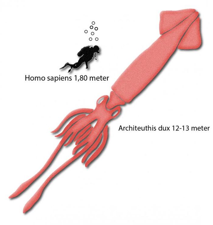 Scale of size between human and giant squid. / Credit: University of Copenhagen