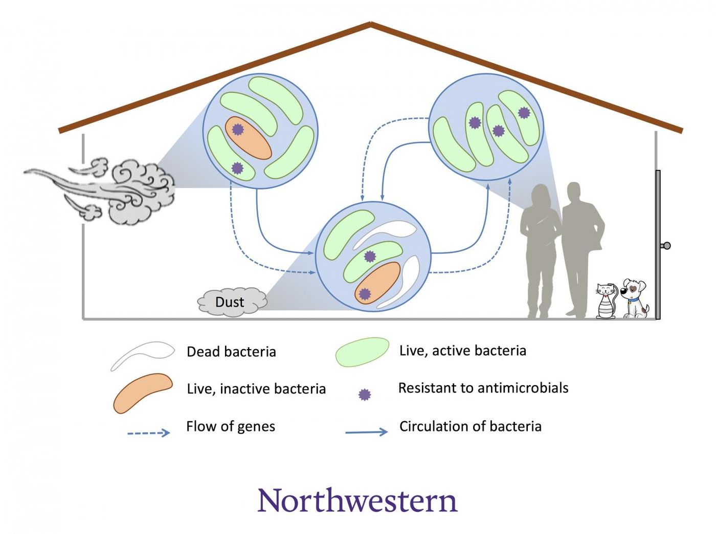 Sometimes, pathogenic bacteria can hitchhike into homes where they meet existing bacteria. /  Credit: Northwestern University