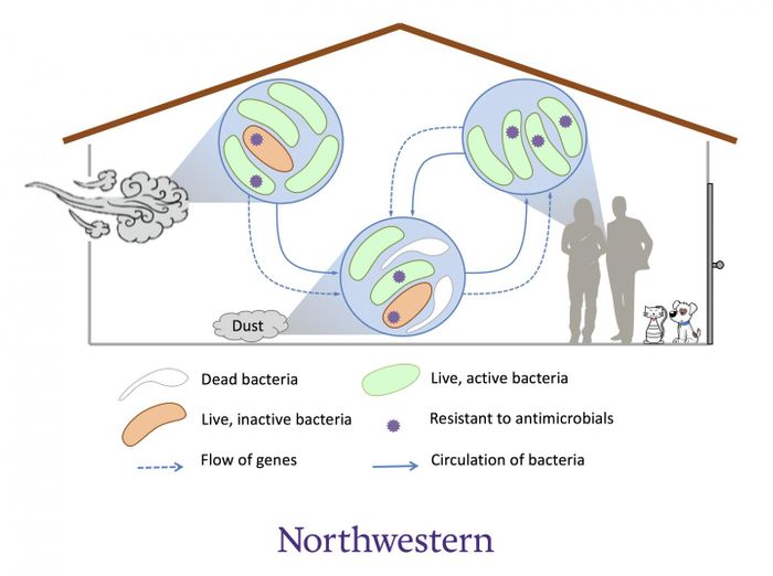 Sometimes, pathogenic bacteria can hitchhike into homes where they meet existing bacteria. /  Credit: Northwestern University
