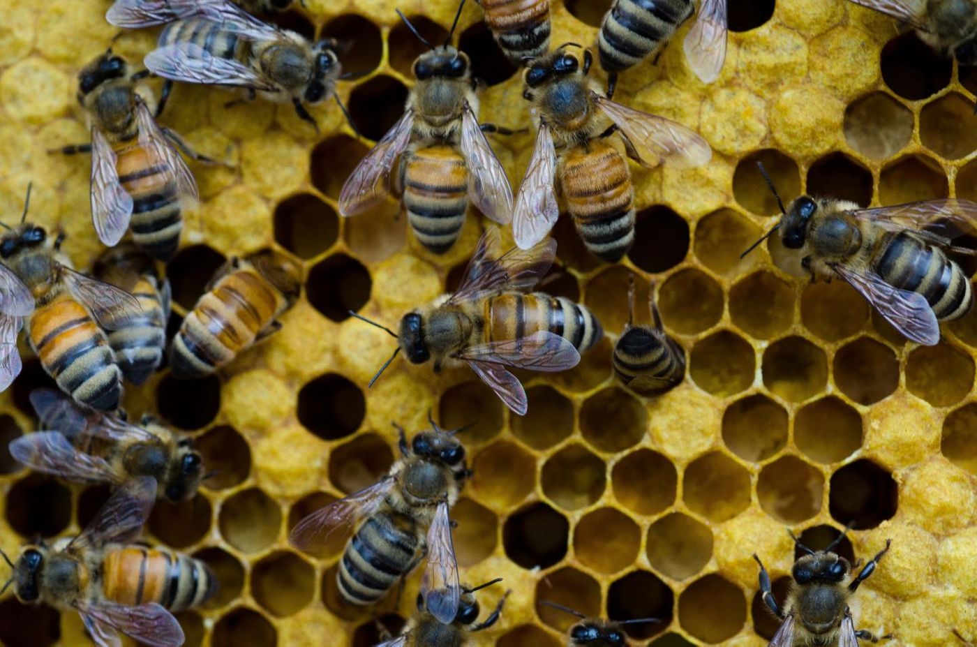 Moran and her team raise thousands of bees for their research in rooftop hives on The University of Texas at Austin campus. Credit: Marsha Miller/University of Texas at Austin.