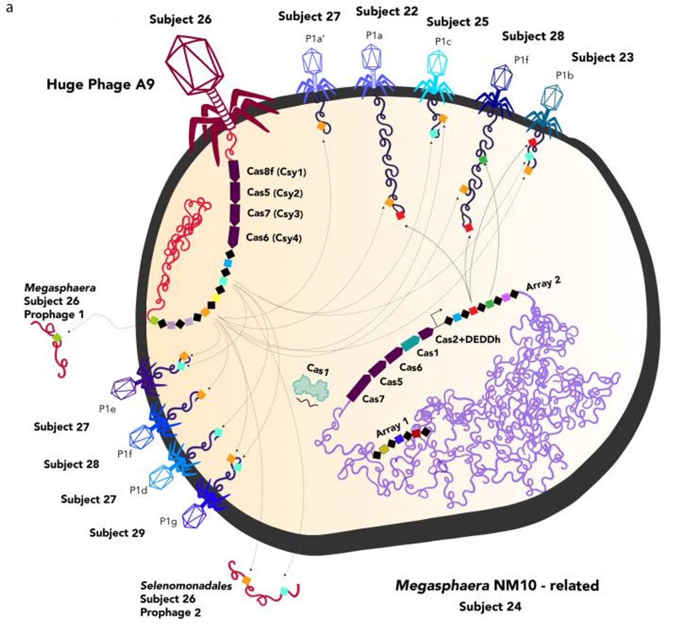 Depiction of huge phages (red, left) and normal phages infecting a bacterial cell. The huge phage injects its DNA into the host cell, where Cas proteins -- part of the CRISPR immune system typically found only in bacteria and archaea -- manipulate the host cell's response to other viruses. The UC Berkeley team has not yet photographed any huge phages, so all are depicted resembling the most common type of phage, T4. / Credit: UC Berkeley image courtesy of Jill Banfield lab