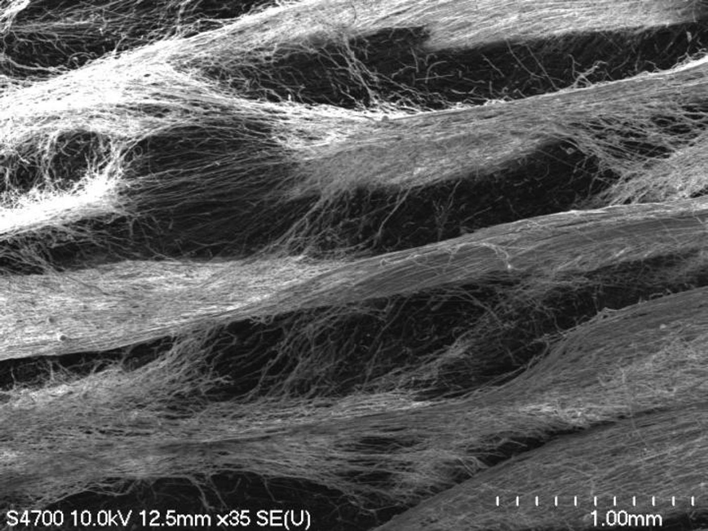 Pictured here is an electrospun honeycomb polycaprolactone scaffold. / Credit: Smitha Rao/Michigan Tech