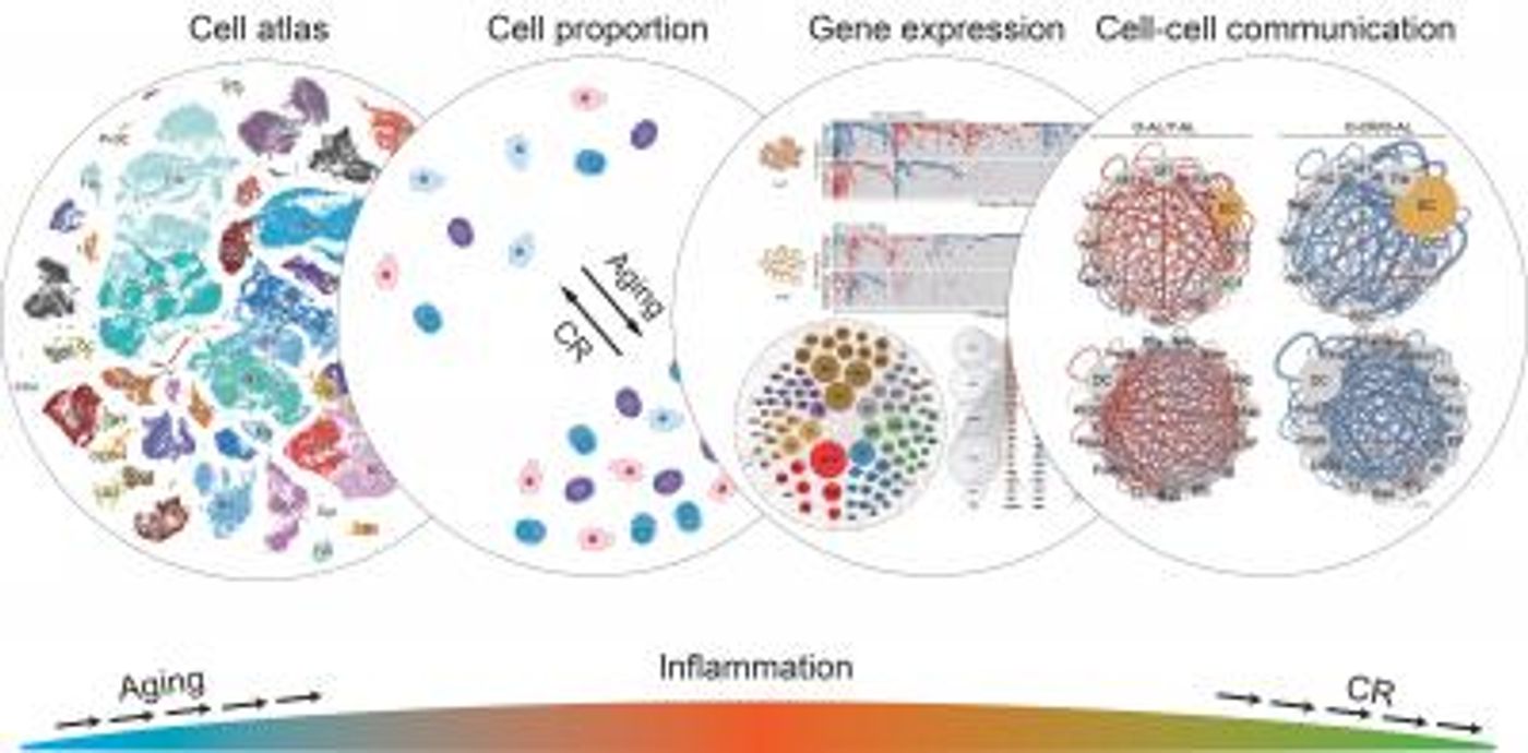 the ways in which caloric restriction affects various aspects of cellular function, with the overall result of reducing inflammation and the activity of many aging-related genes. / Credit: Salk Institute