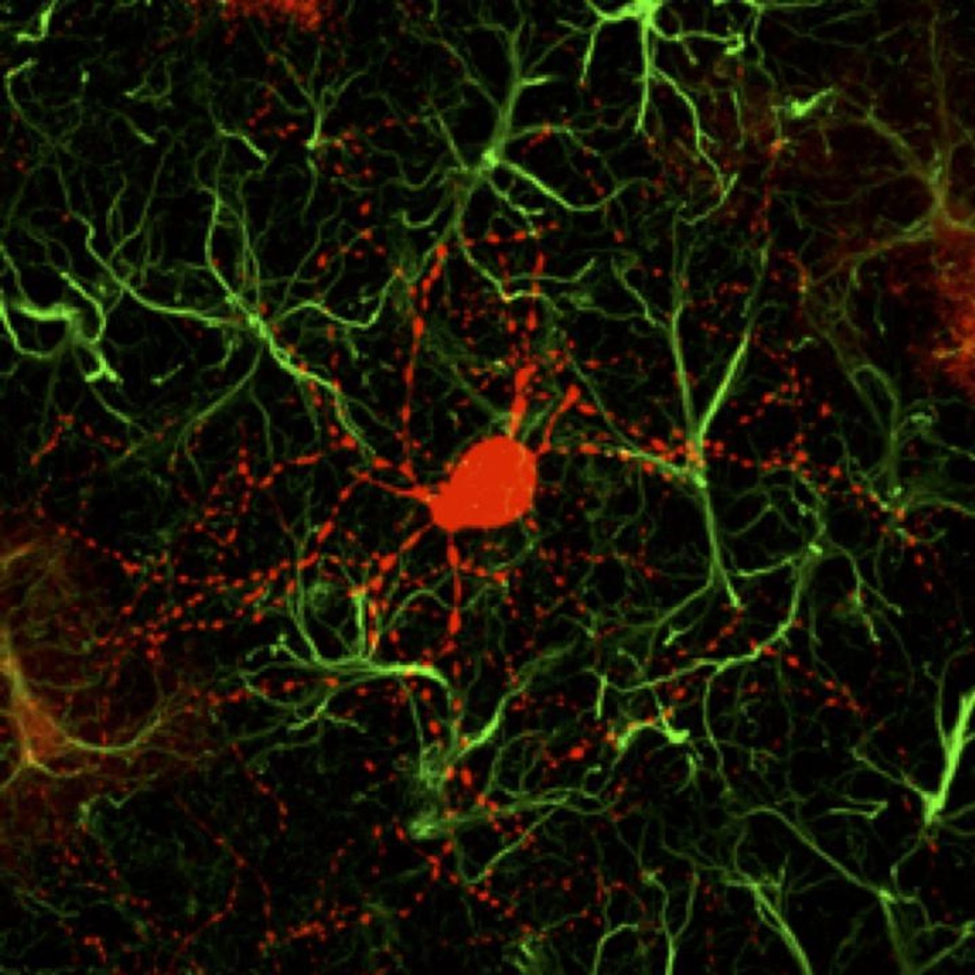 This is a a newly converted neuron (red) surrounded by astrocytes (green). / Credit: Gong Chen and Zheng Wu