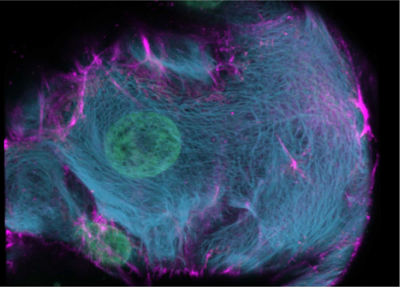 By coloring keratins, a protein that marks the skeleton of cells, the fine structural details of the skeleton (blue) in human liver ductal cells becomes visible. / Credit:  Benedetta Artegiani, Delilah Hendriks, ©Hubrecht Institute