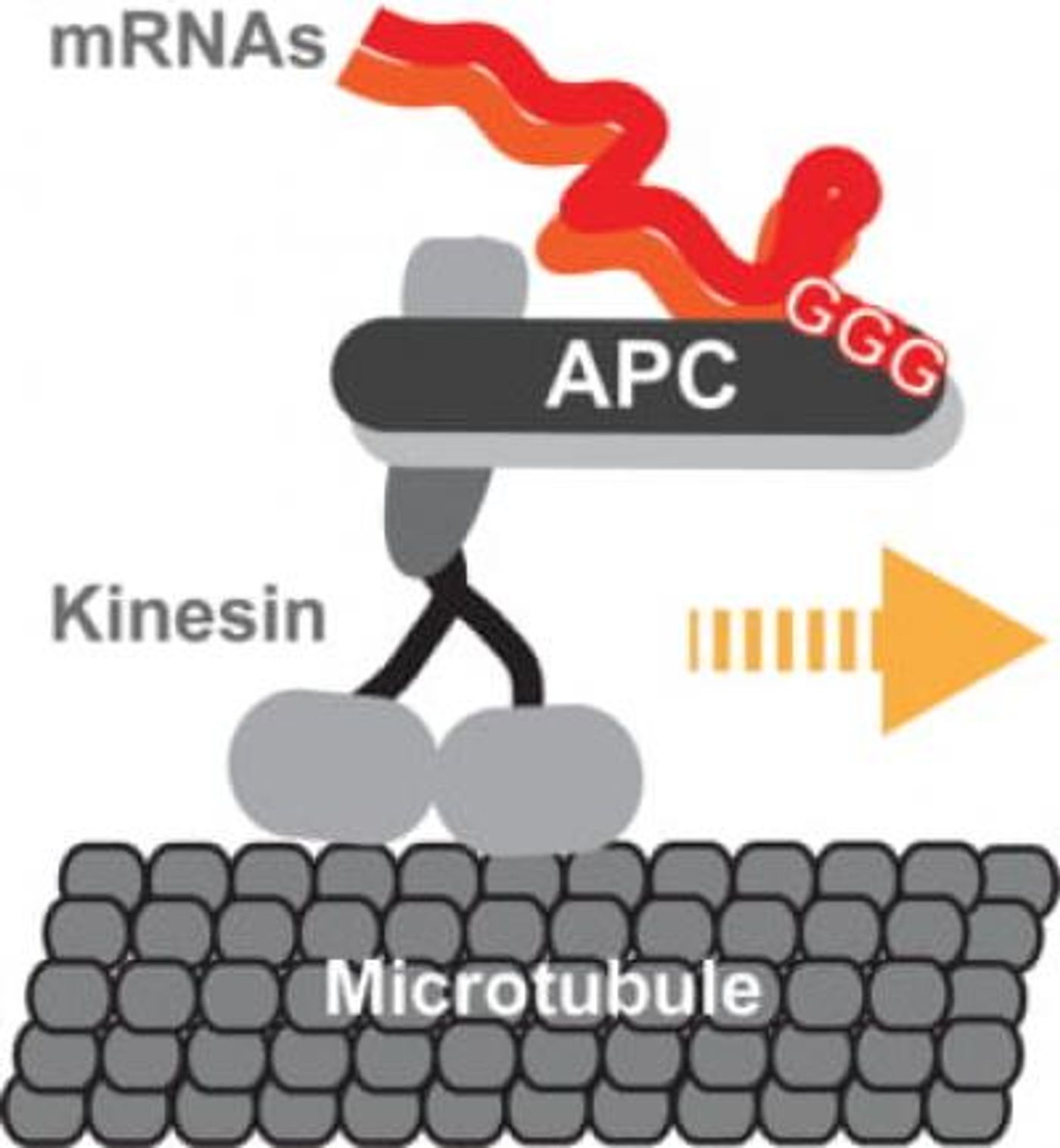 A graphic representation of kinesin-2 transporting mRNA-protein complexes along the self-assembling highways of a neuron. mNRA localisation signals read by the transport complex are indicate with capital Gs. / Credit  S Maurer